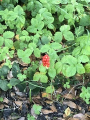 Arum maculatum