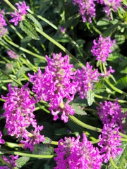 Pedicularis verticillata