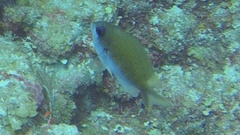 Chromis insolata