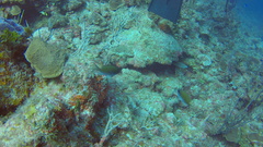 Chromis insolata