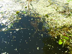 Ceratophyllum demersum