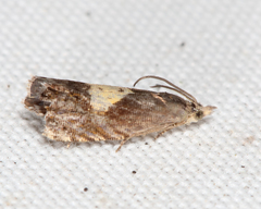 Dichrorampha bittana