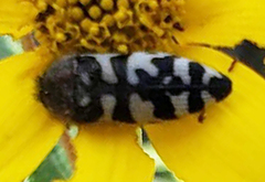 Acmaeodera decipiens