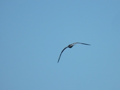 Larus