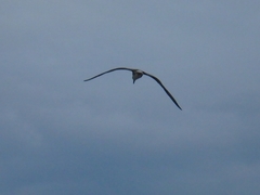 Larus