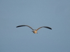 Larus