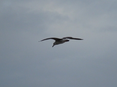 Larus