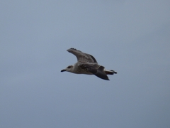 Larus