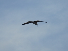 Larus