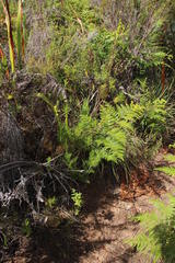 Notobubon ferulaceum