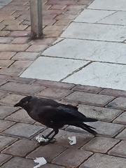 Corvus monedula