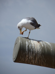 Larus michahellis