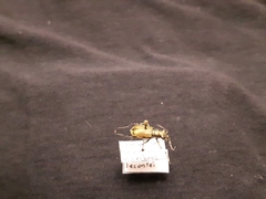 Cicindela scutellaris lecontei