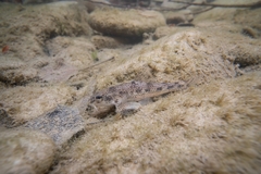 Italian Gudgeon photo 3