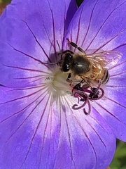 Apis mellifera