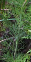 Notobubon ferulaceum