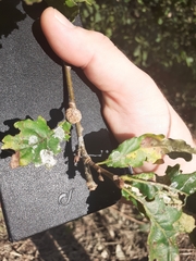 Andricus caliciformis