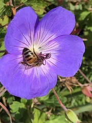 Apis mellifera