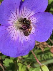 Apis mellifera