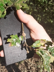 Andricus caliciformis