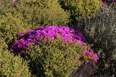 Lampranthus otzenianus