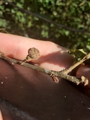 Andricus caliciformis