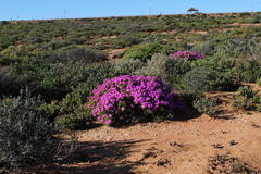 Lampranthus otzenianus