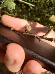 Andricus caliciformis