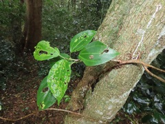 Scepocarpus trinervis