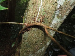 Scepocarpus trinervis