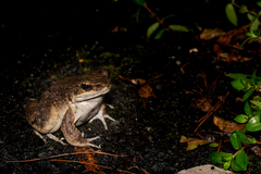 Babina subaspera