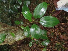Scepocarpus trinervis