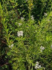 Achillea salicifolia