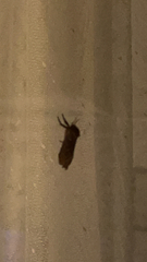 Triodia sylvina