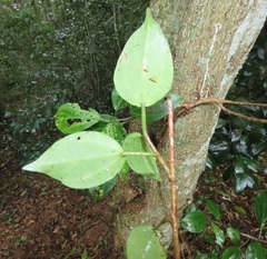 Scepocarpus trinervis