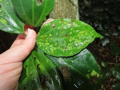 Scepocarpus trinervis