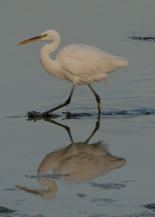 Egretta gularis