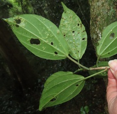Scepocarpus trinervis