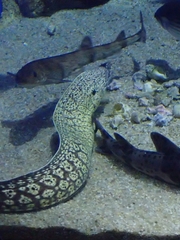 Muraena helena