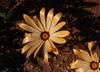 Common Jackal Daisy - Photo (c) Tony Rebelo, some rights reserved (CC BY-SA), uploaded by Tony Rebelo