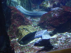 Muraena helena