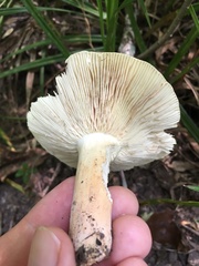 Russula ballouii