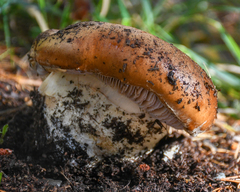 Cortinarius ponderosus