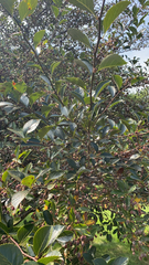 Magnoliopsida