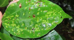 Scepocarpus trinervis