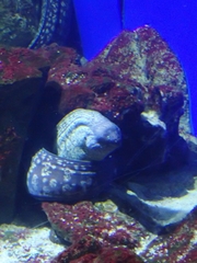 Muraena helena