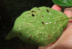 Scepocarpus trinervis