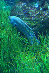 Muraena helena