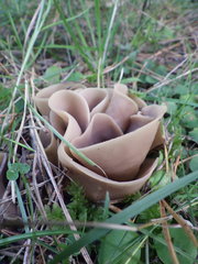 Otidea alutacea