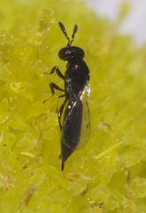Macroglenes
